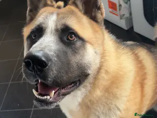 Mixed Breed dogs Mylo - Advert 9