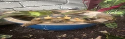 Hermann Tortoise reptiles for sale: Female, Hermann Tort, Table and Lamp in Leicester - Advert 8