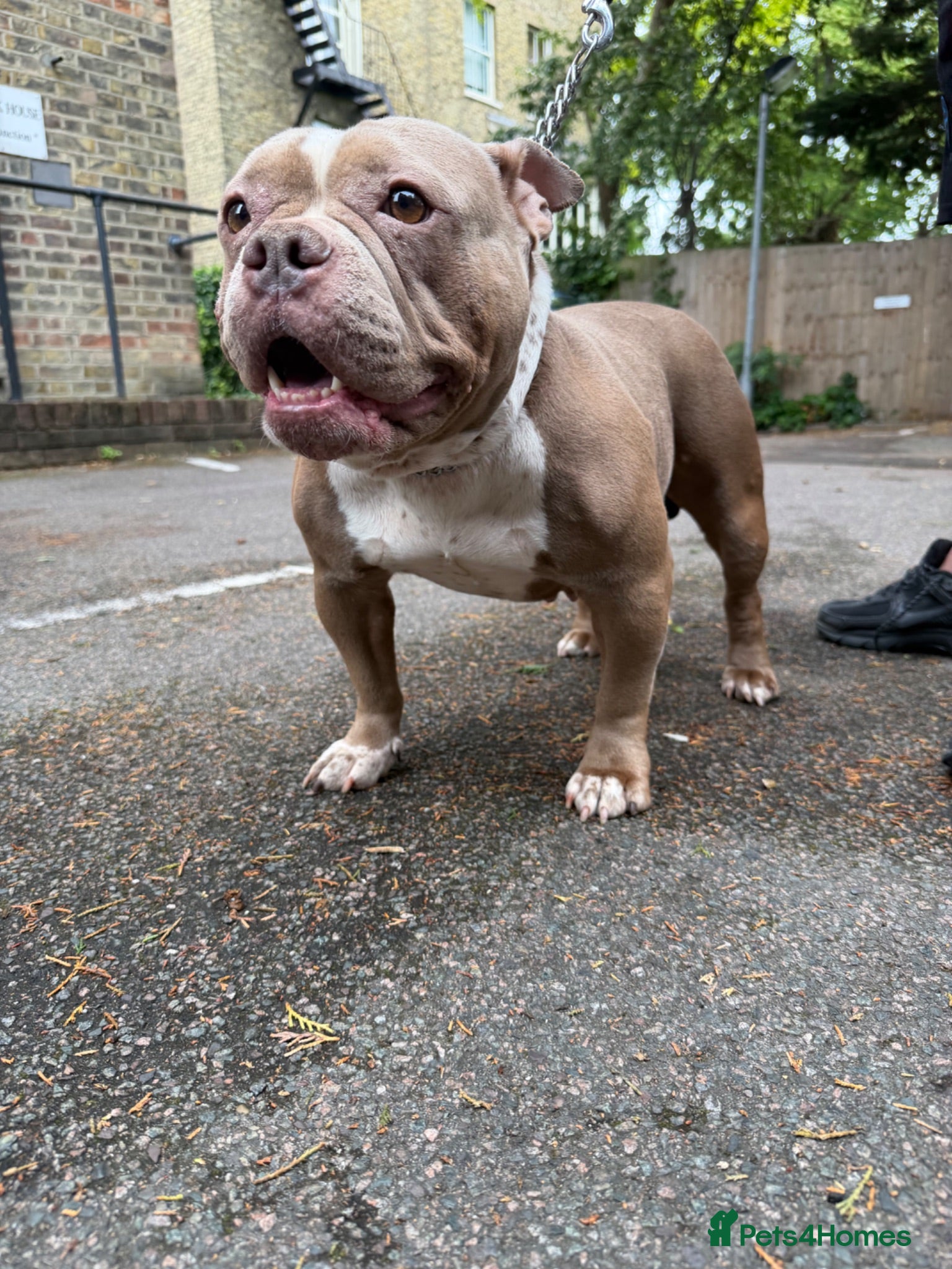 American Bully dogs American Bully Female ABKC - Advert 14
