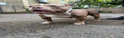 American Bully dogs for sale: American Bully Female ABKC in London - Advert 1