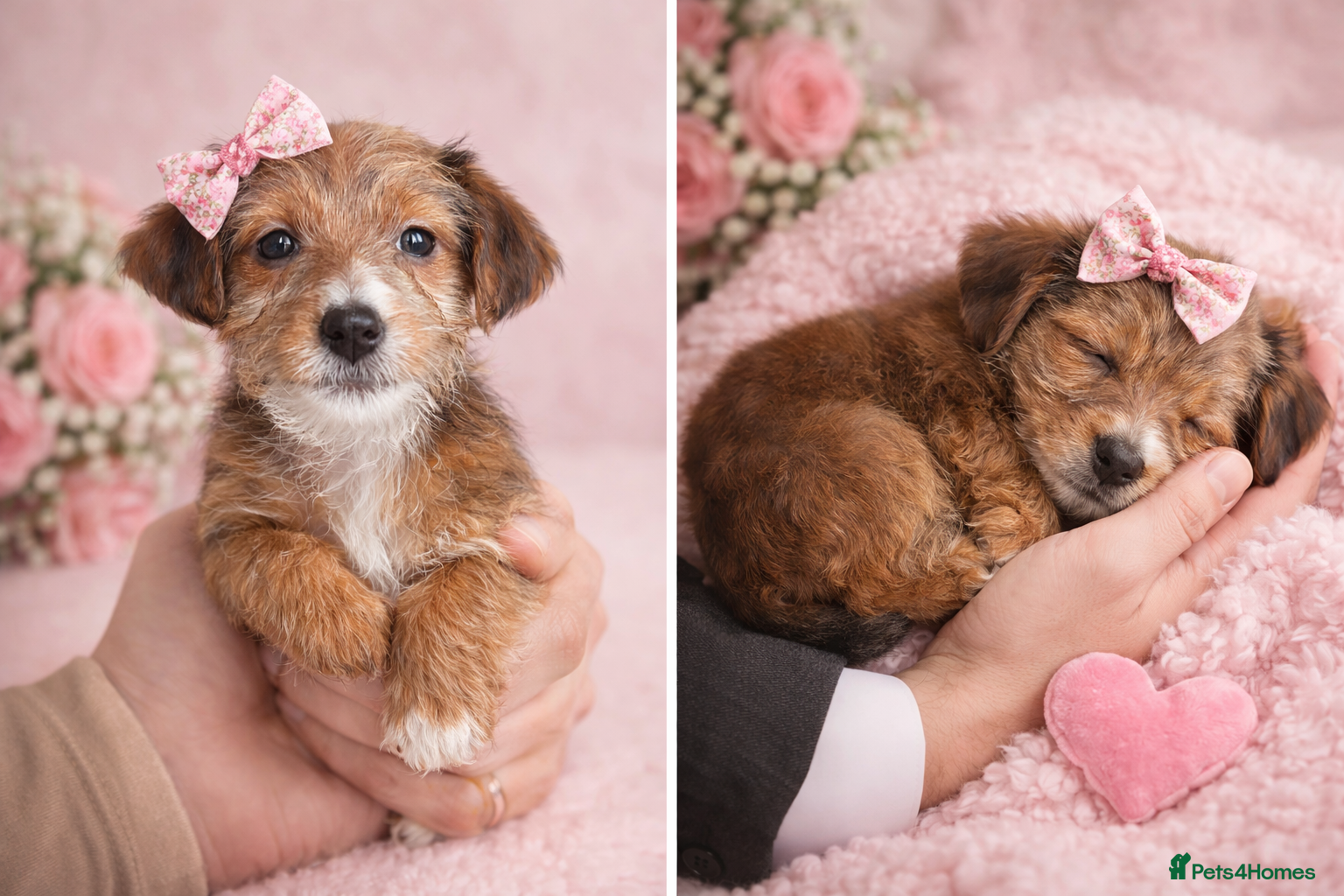 Yorkshire Terrier dogs £600 2 Yorkie girls ready for forever homes  - Advert 16