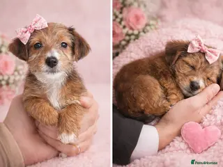 Yorkshire Terrier dogs £600 2 Yorkie girls ready for forever homes - Advert 16