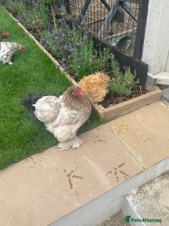 Chickens poultry - Advert 13