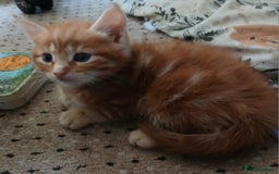 British Shorthair cats for sale: Long and shirt hair kittens - Image 4