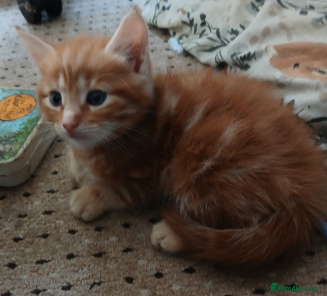 British Shorthair cats for sale: Long and shirt hair kittens - Image 4