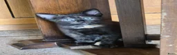 Mixed Breed cats for sale: Pretty and playful kittens ready for forever homes - Advert 16