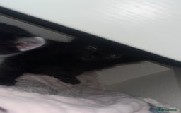 Mixed Breed cats for sale: 2 kittens  - Image 3