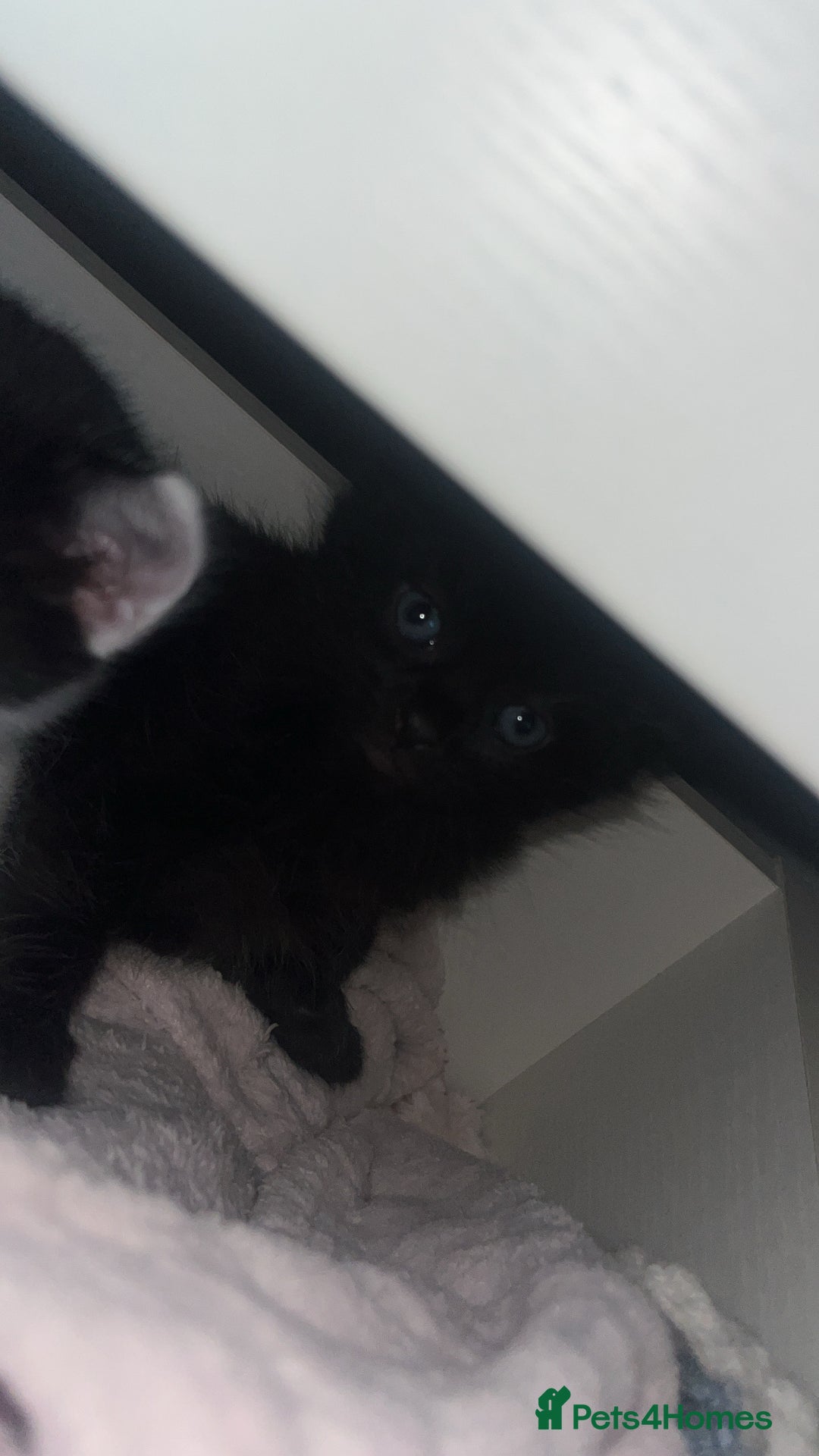 Mixed Breed cats for sale: 2 kittens  - Image 3