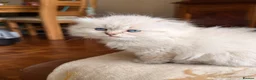 British Shorthair cats for sale: Plush rainbow litter of BSH x SF for viewing  - Advert 20
