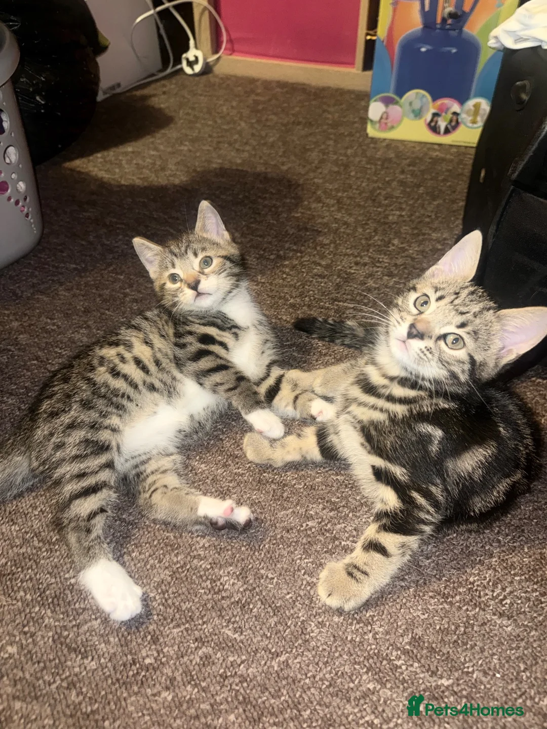 Mixed Breed cats for sale: Gorgeous Bengal Cross Kittens 🐾 - Advert 5