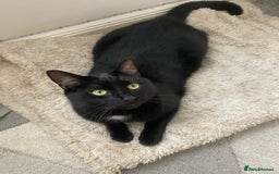 Domestic Shorthair cats for sale: Inseparable Duo need loving home - Image 14