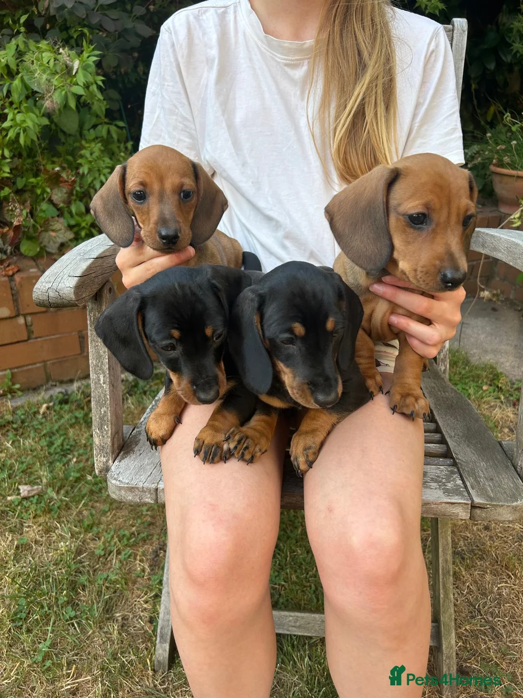 Miniature Dachshund dogs for sale: Miniature Dachshund Puppies - Advert 1