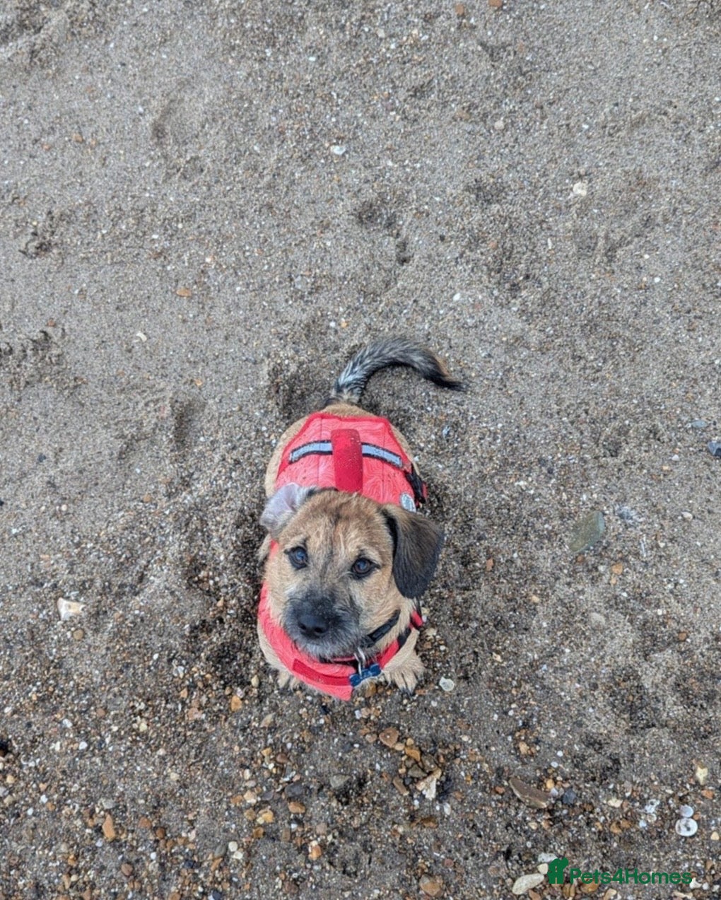 Mixed Breed dogs Dachshund X Shih Tzu male - Advert 2