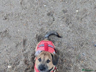 Mixed Breed dogs Dachshund X Shih Tzu male - Advert 1