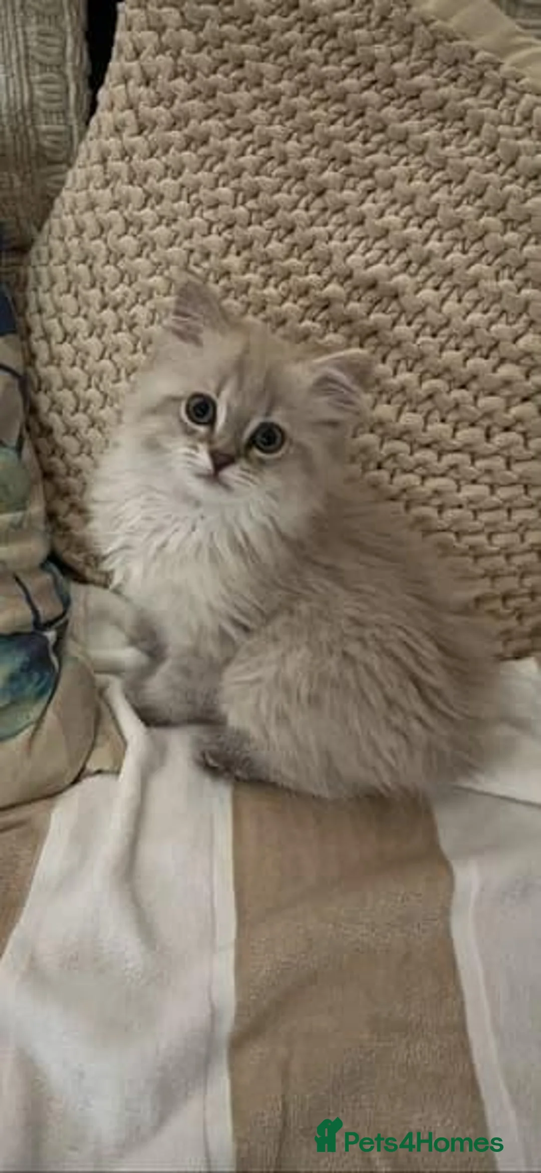 Persian cats for sale:  Gorgeous Persian Doll Face  - Advert 4
