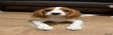 Cockalier 7