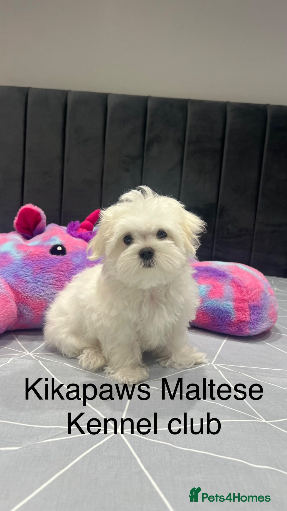 Maltese dogs Kikapaws Maltese puppies 🐶  - Advert 2