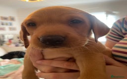 Labrador Retriever dogs for sale: Red Fox Labrador Puppies  - Image 18