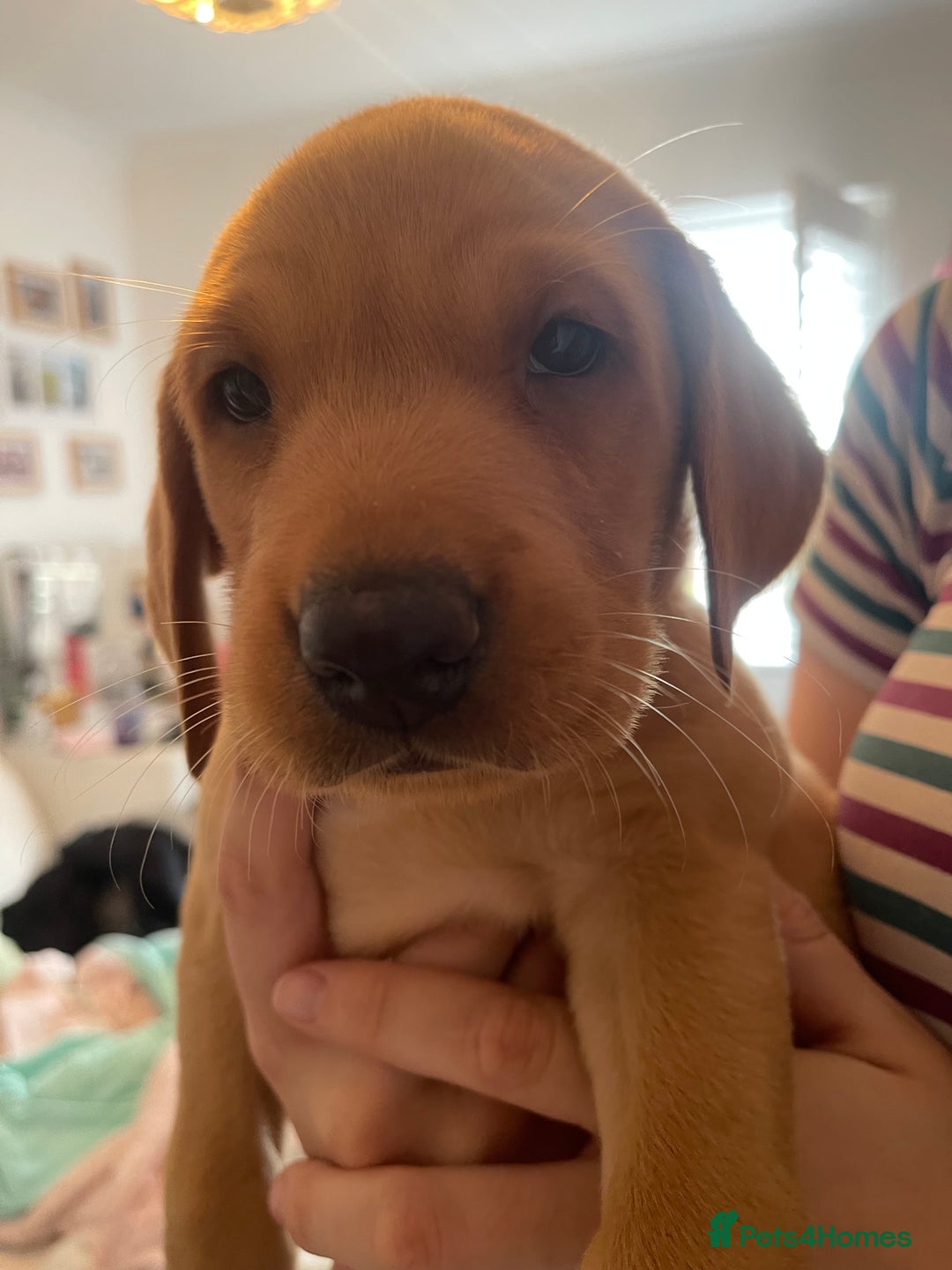 Labrador Retriever dogs for sale: Red Fox Labrador Puppies  - Image 18