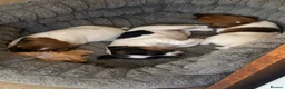 Parson Russell dogs for sale: Lovely parson pups  - Advert 6