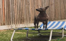 Mixed Breed dogs for sale: American hairless puppy - Image 3