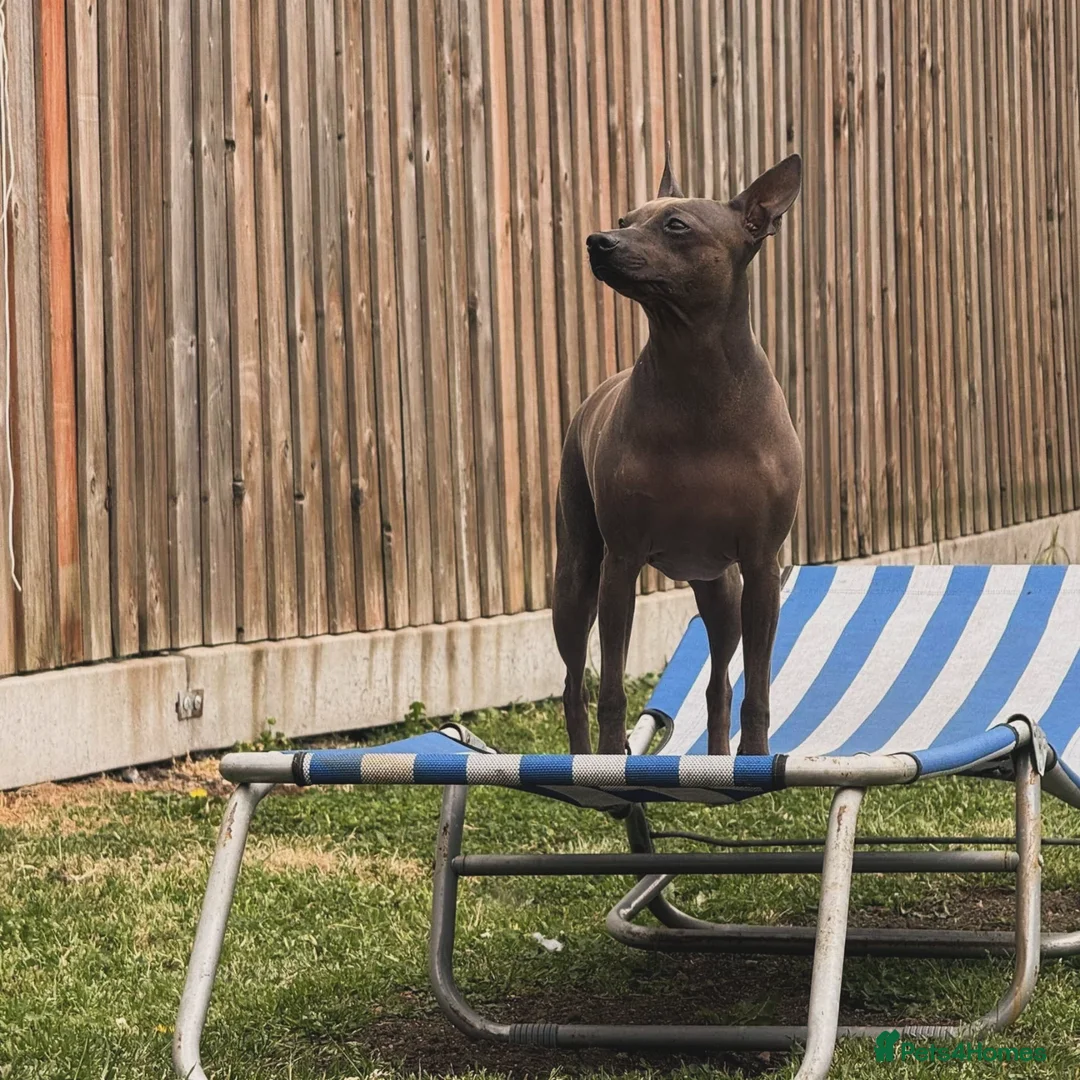 Mixed Breed dogs for sale: American hairless puppy - Image 3
