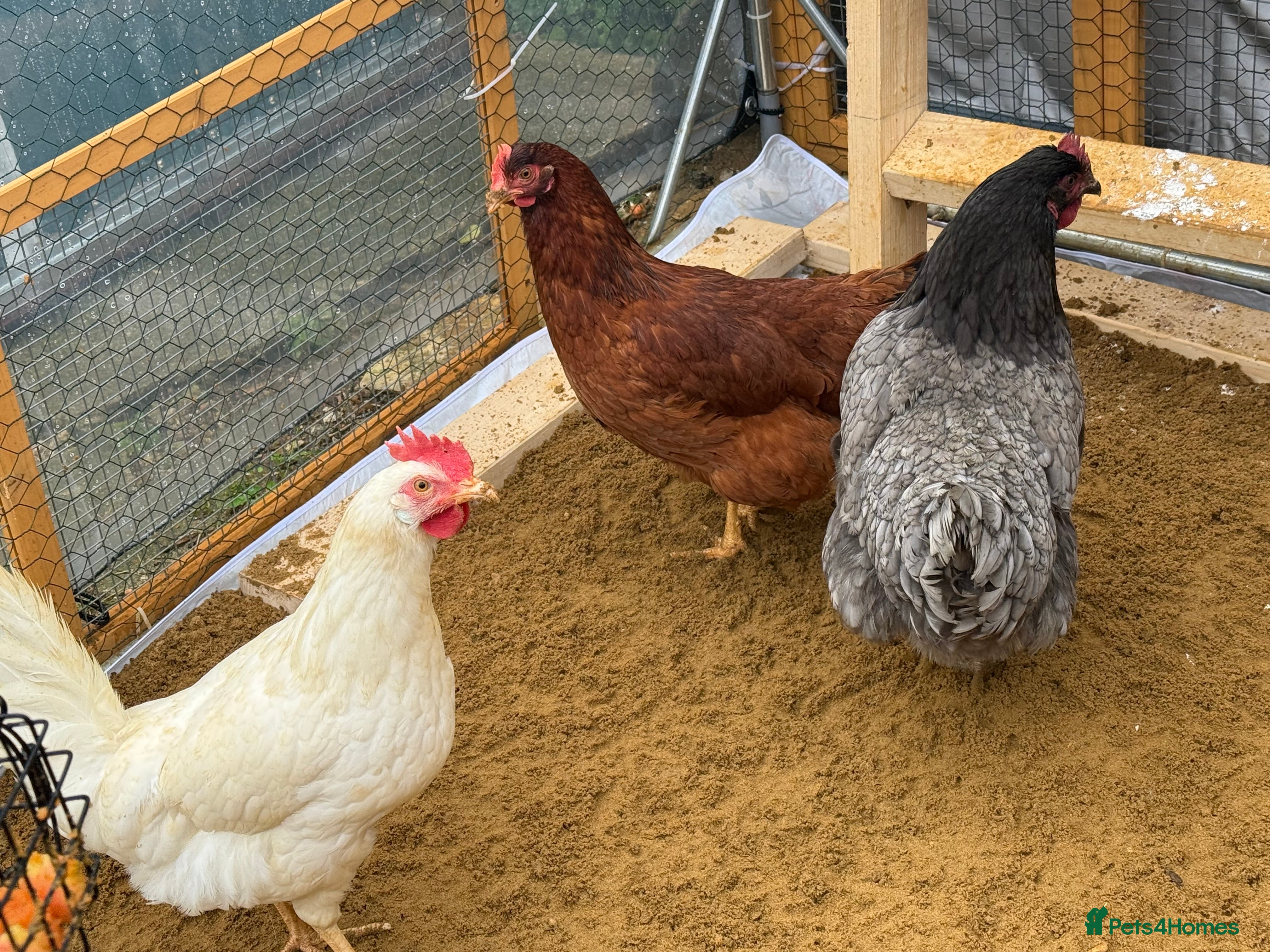 Chickens poultry Point of lay hens available  - Advert 5