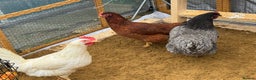 Chickens poultry for sale: Point of lay hens available  - Advert 1