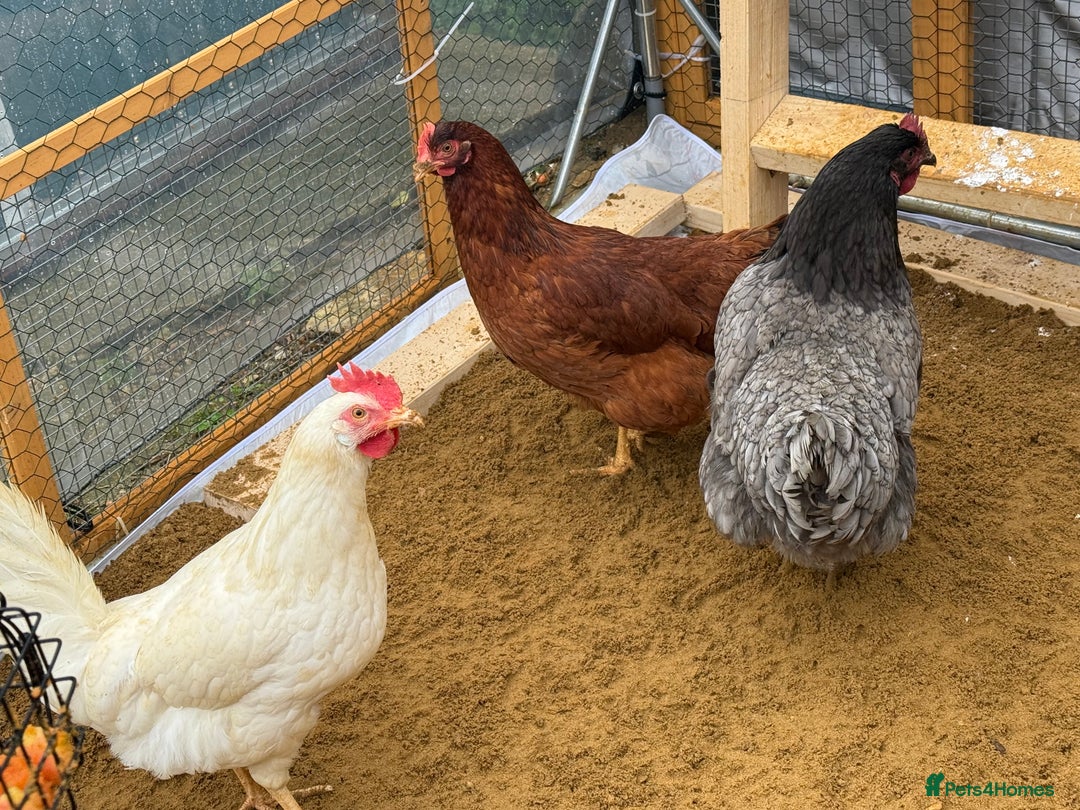 Chickens poultry for sale: Point of lay hens available  - Advert 1