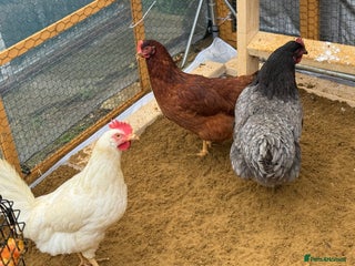 Chickens poultry Point of lay hens available - Advert 2
