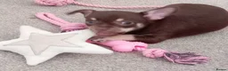 Chihuahua dogs for sale: KC REG Chihuahua puppies rare colours & markings  - Advert 17