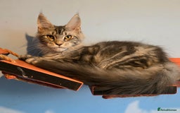 Maine Coon cats for sale: Ready to go!  Stunning Mainecoon Kittens  - Image 6