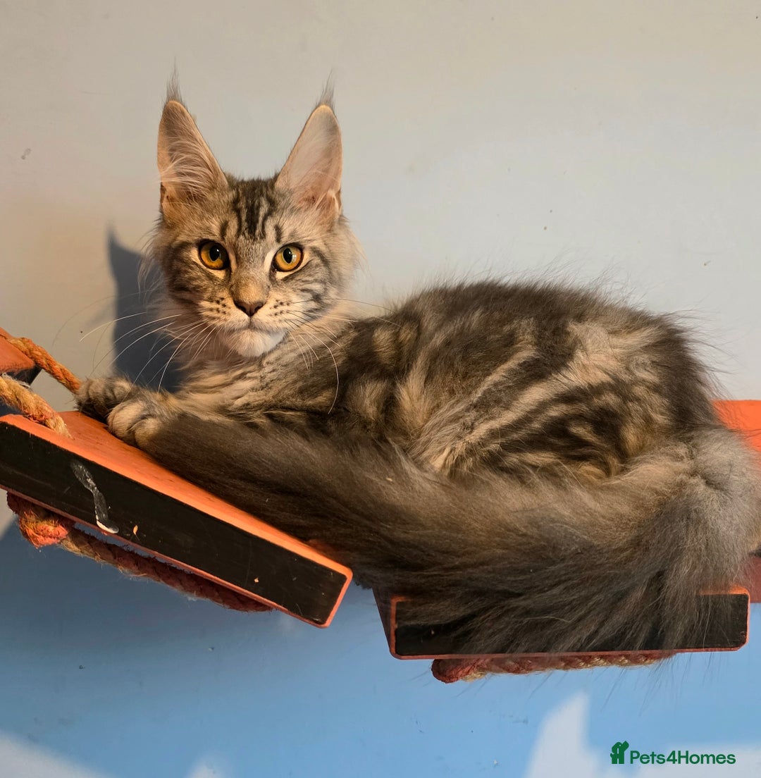 Maine Coon cats for sale: Ready to go!  Stunning Mainecoon Kittens  - Image 6