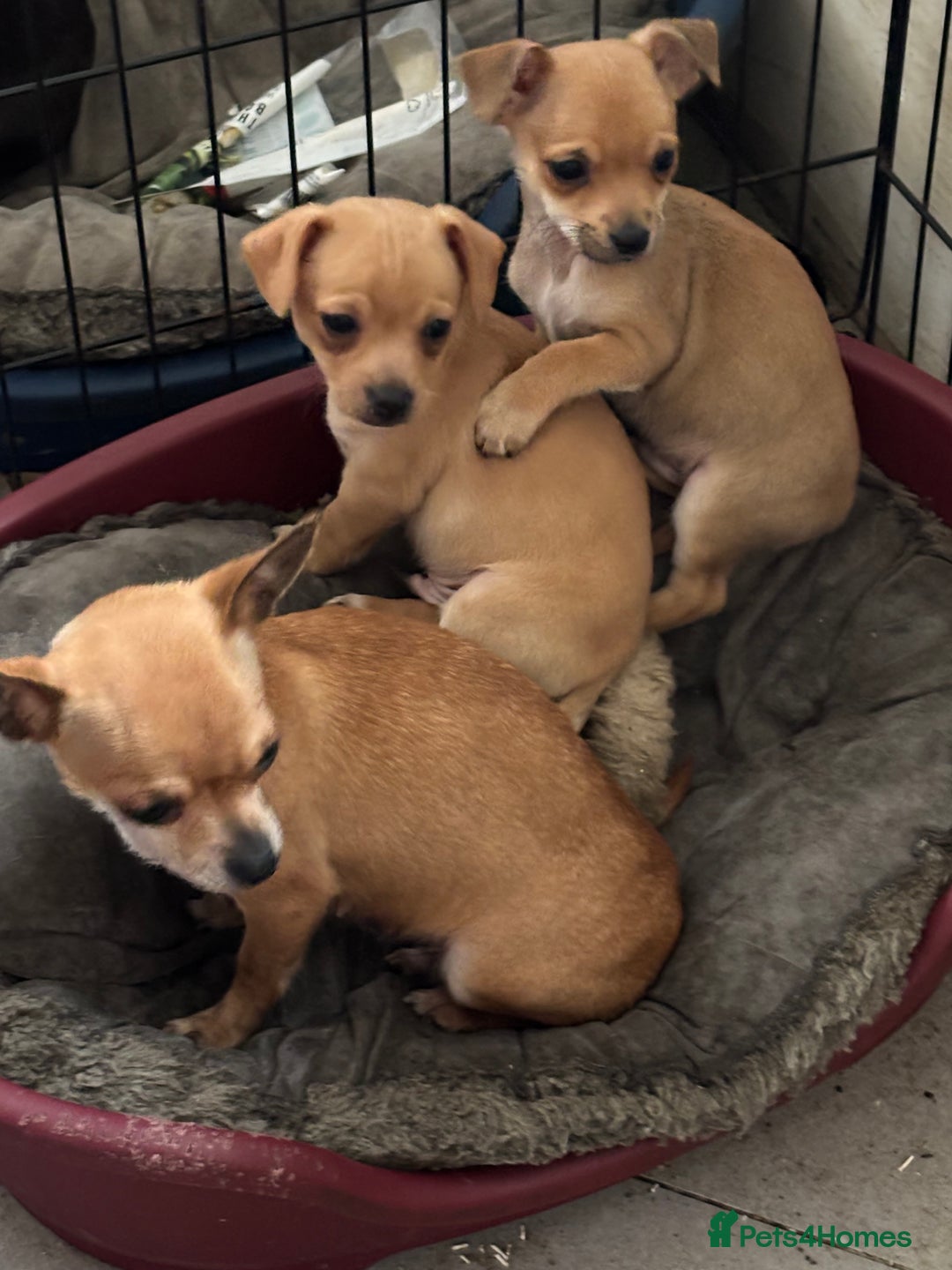 Chihuahua dogs for sale: Ready now! Gorgeous playful puppies!  - Advert 2