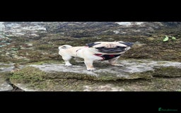 Pug dogs for sale: Male Pug - 4 Years Old - Image 1