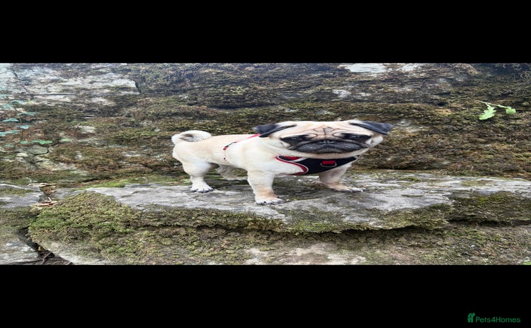 Pug dogs - Advert 2