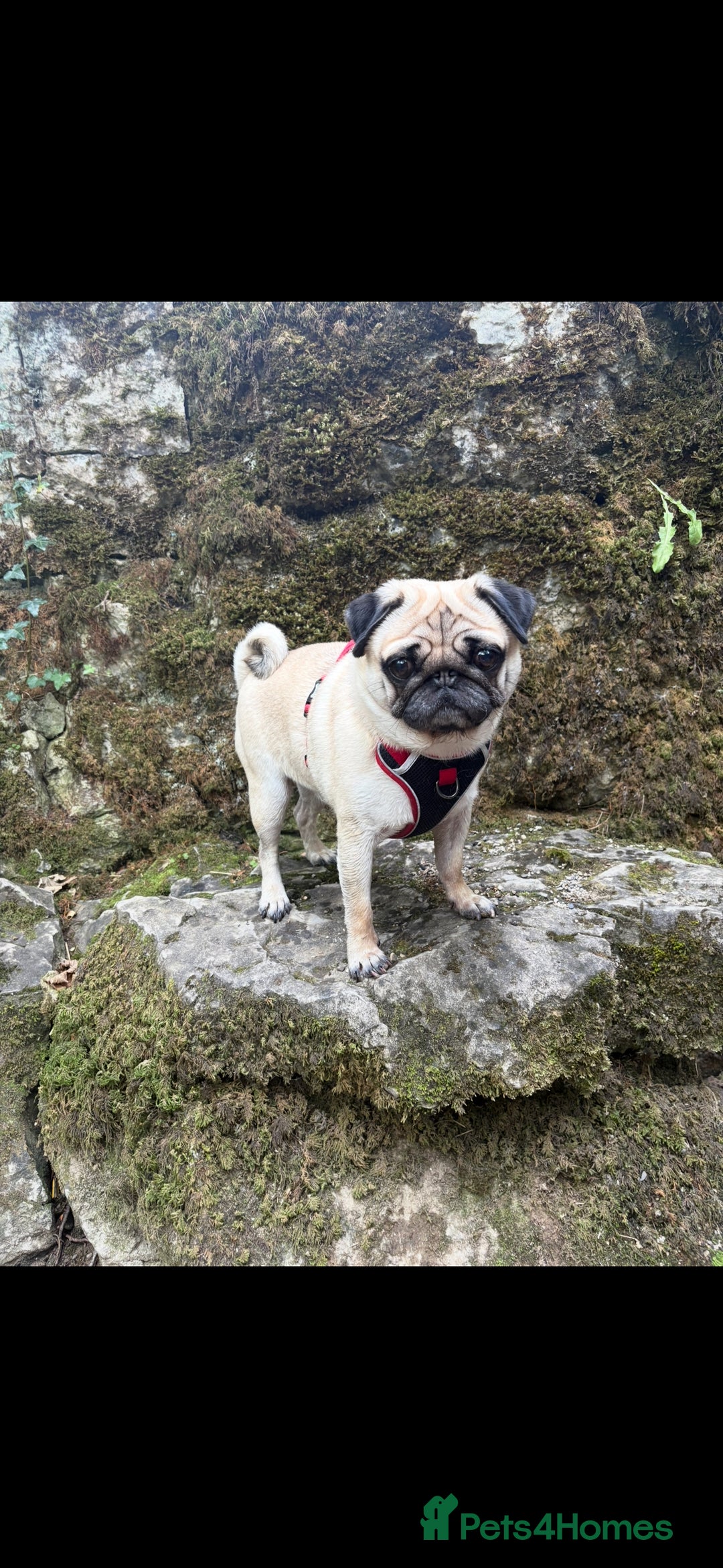 Pug dogs for sale: Male Pug - 4 Years Old - Image 1