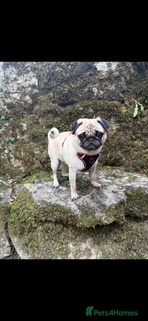 Pug dogs - Advert 2