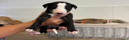 Whippet dogs for sale: Whippet puppies  - Advert 22