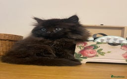 Persian cats for sale: Persian kittens  - Image 3