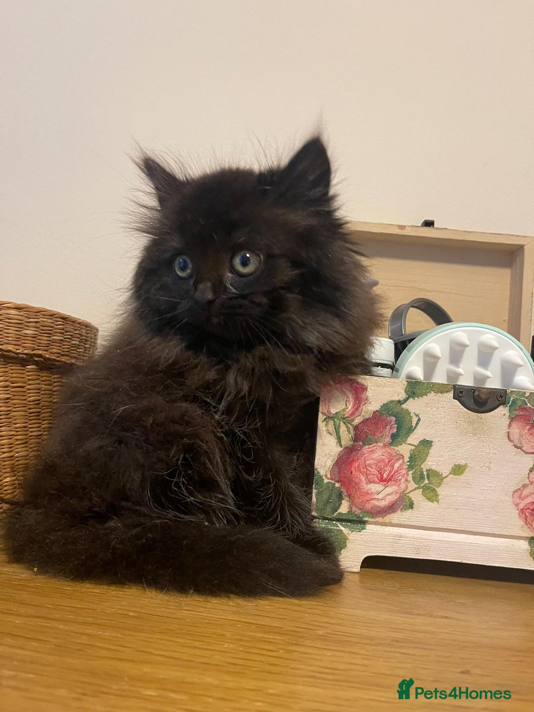Persian cats for sale: Persian kittens  - Image 3