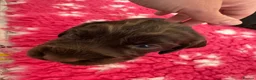 Cocker Spaniel dogs for sale: Cocker Spaniel Puppies For Sale in Bridgend - Advert 3