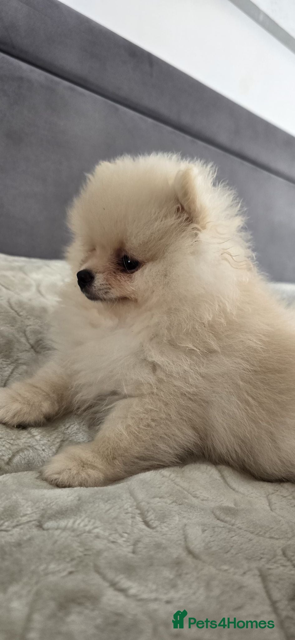 Pomeranian dogs Gorgeous KC Pomeranian Puppies, Boy & Girl Ready - Advert 1
