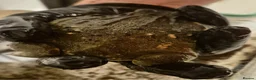 Frog reptiles for sale: Giant African Bullfrog - Advert 4