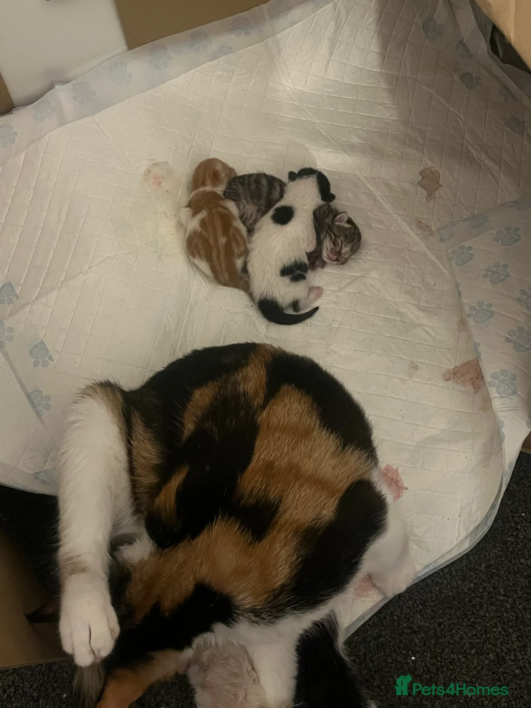 Domestic Shorthair cats for sale: Kitten ready in 8 weeks in Stockton-on-Tees - Advert 2