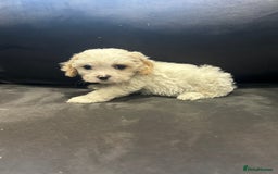 Cavachon dogs for sale: Gorgeous F1 Cavachon puppies - Image 4