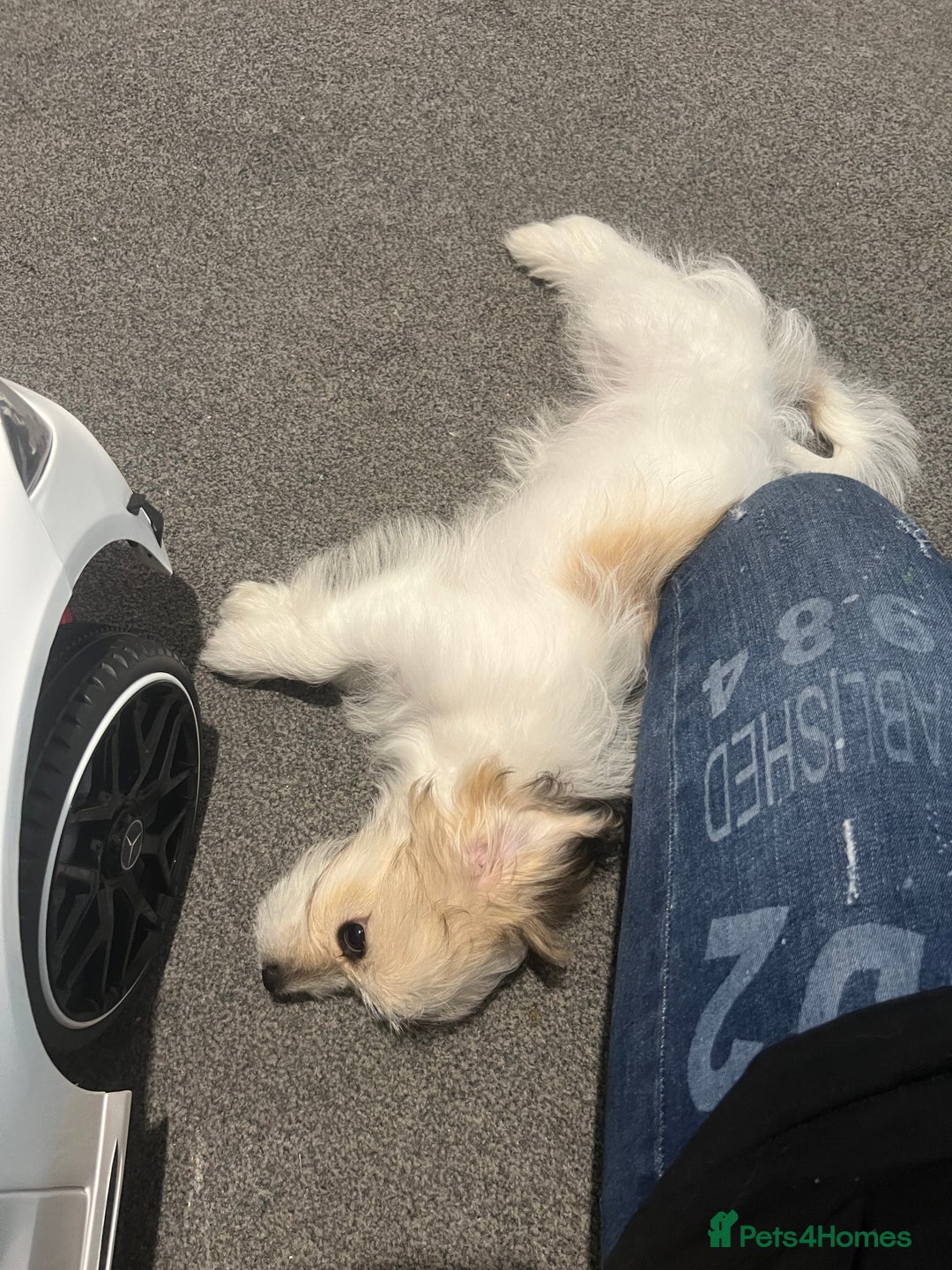 Maltese dogs for sale: Meet Luna - Advert 2