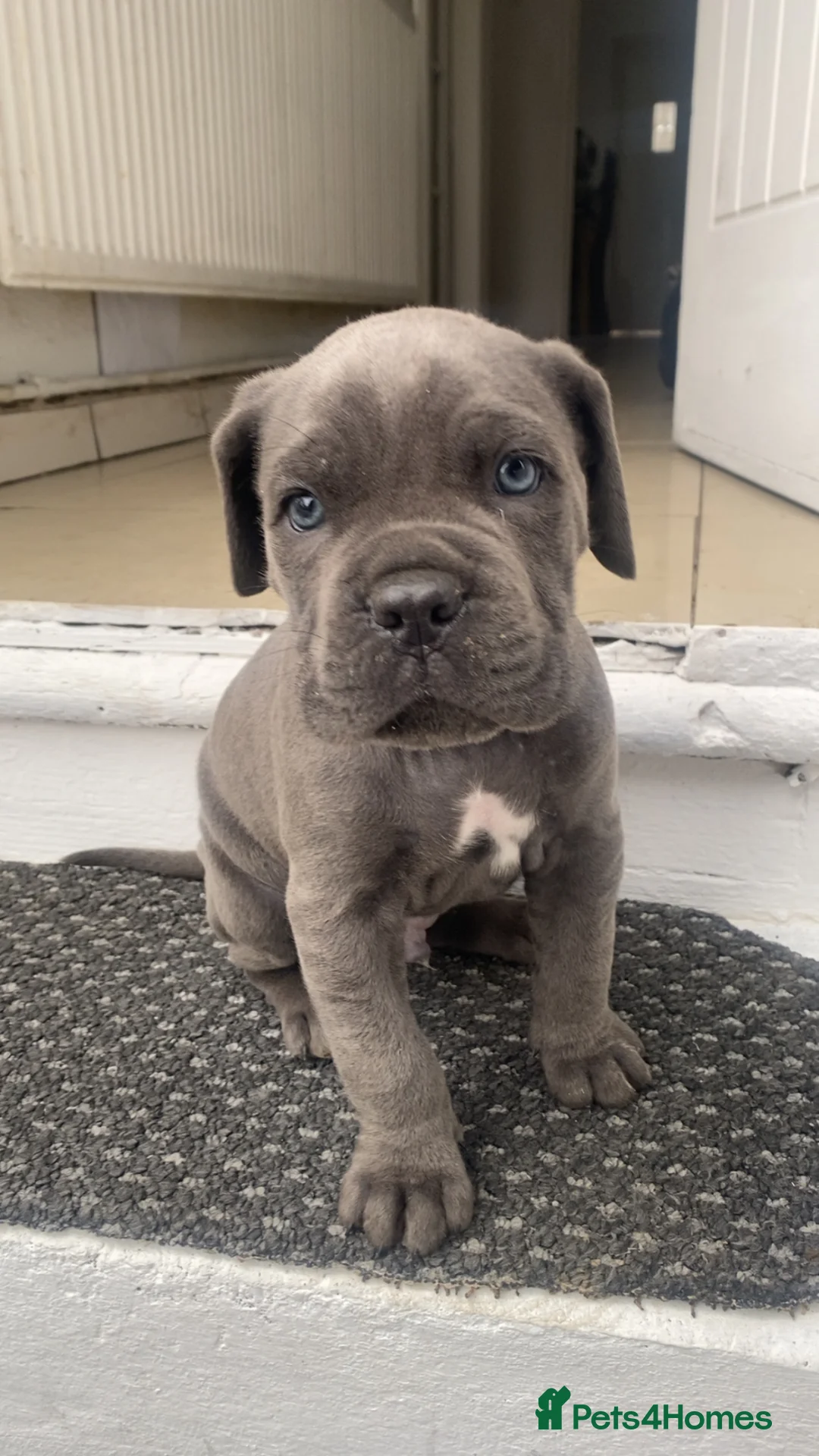 Cane Corso dogs for sale: Blue Cane Corso puppy in Bristol - Advert 5