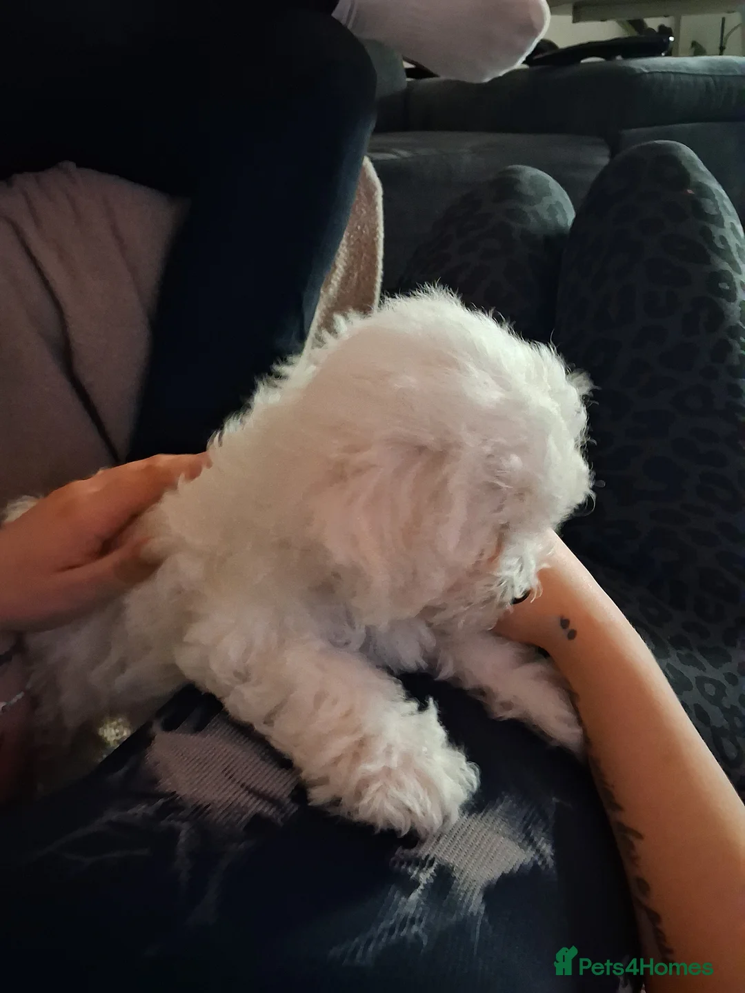Bichon Frise dogs for sale: Puppy in London - Advert 2