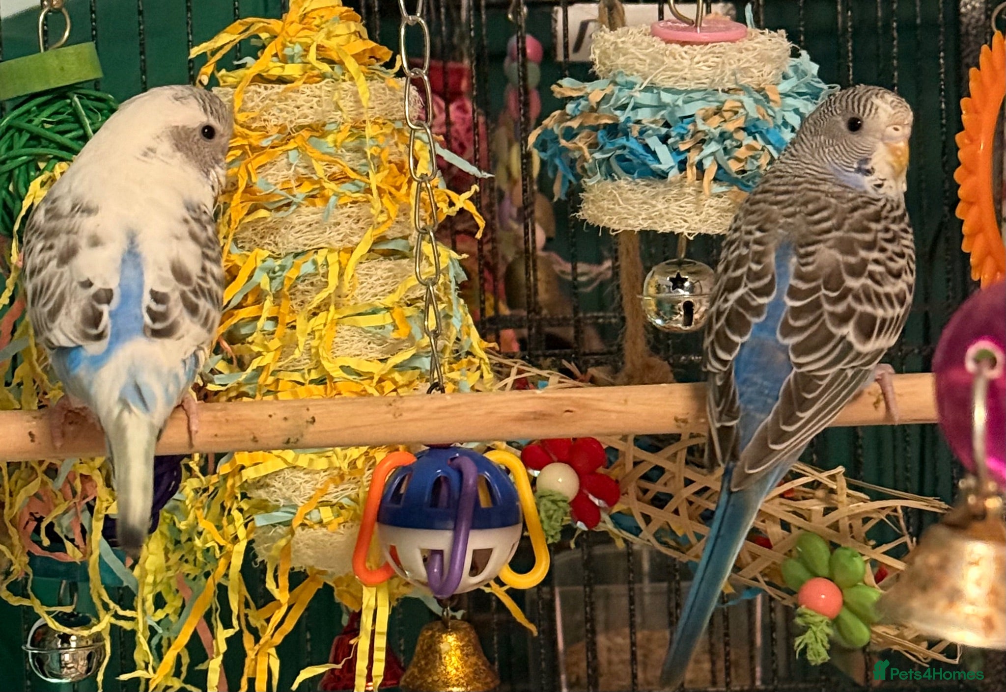 Budgerigars birds Beautiful 10 week old budgies available  - Advert 2